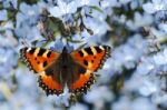 Small Tortoiseshell Butterfly Stock Photo