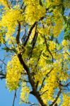 Golden Shower Stock Photo