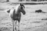 Horse In The Paddock Stock Photo