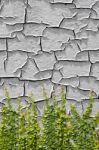 Climbing Ficus Pumila On Old Wall Stock Photo