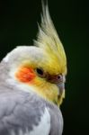 Cockatiel Stock Photo