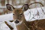 Beautiful Isolated Picture With A Wild Deer In The Snowy Forest Stock Photo