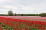 Flower Fields, Tulips, Keukenhof Gardens Stock Photo