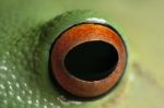 Frog Eye Stock Photo