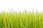 Green Grass Stock Photo