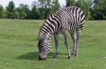 Zebra On The Sunny Day Stock Photo