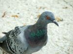 Pigeon In Thailand Stock Photo