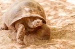 Giant Turtle In Galapagos Stock Photo