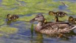 The Beautiful Family Of The Young Ducks Stock Photo