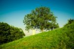 A Monument Next To A Tree Stock Photo