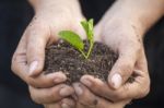 Hands Holding Seedleng Stock Photo