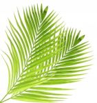 Palm Leaf Isolated On White Background Stock Photo