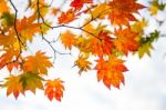 Maple In Autumn In Korea Stock Photo