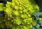 Close Up Of Beautiful Typical Roman Broccoli Stock Photo