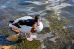 Common Shelduck (tadorna Tadorna) Stock Photo