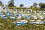 Bee Hives Stock Photo