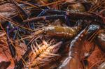 Fresh Prawns Stock Photo