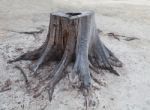 Cutting Died Of Pine Tree Stump  On Sand Beach Stock Photo