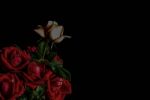 Roses On A Black Background Stock Photo