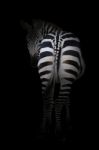 Zebra In The Dark Stock Photo