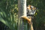 Bengal Tiger Stock Photo