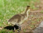 Isolated Photo Of A Cute Chick Of Canada Geese Stock Photo