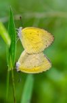 Common Grass Yellow Butterfly Mating Stock Photo