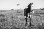 Horse In The Paddock Stock Photo