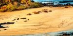 Sea Lions At The Galapagos Stock Photo