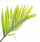 Palm Leaf Isolated On White Background Stock Photo