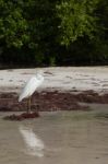 Heron Stock Photo