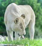 Image Of A White Lion Walking On A Grass Field Stock Photo