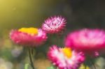 Soft Focus Flower Background When Sunrise In The Morning Stock Photo