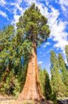 Gigantic Sequoia Trees In Sequoia National Park, California Usa Stock Photo