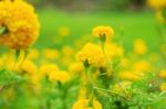 Yellow Marigold Of Beauty Stock Photo