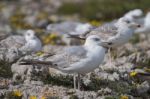 Young Seagulls Near The Cliffs Stock Photo