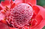 Plant From Jungle Torch Ginger, Phaeomeria Magnifica Stock Photo