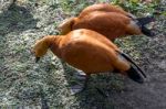 Ruddy Shelduck Or Brahminy Duck (tadorna Ferruginea) Stock Photo