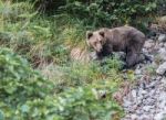 Brown Bear In Asturian Lands Stock Photo