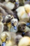 Ducklings For Sale Stock Photo