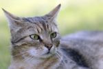 Tabby Cat Stock Photo