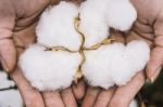 Cotton Field In The Countryside Stock Photo