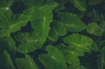 Top View Of Green Plants Stock Photo