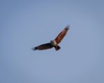 Brahminy Kite, Haliastur Indus Stock Photo