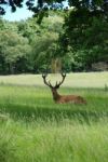 Red Deer Stag Stock Photo