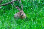 Wild Hare Sitting In A Green Grass Stock Photo