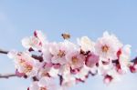 Cherry Blossom With Soft Focus, Sakura Season Background Stock Photo