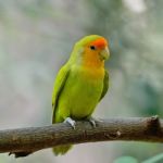 Lovebird Stock Photo