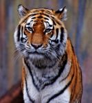 Tiger Stock Photo