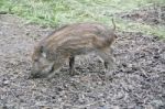 Wild Boar Piglet Stock Photo